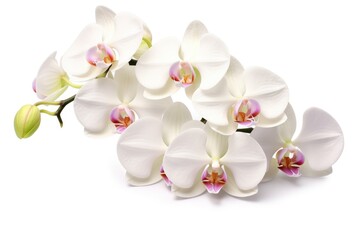 Fototapeta na wymiar Phalaenopsis Orchid Blooming in White Background: Isolated Beautiful Spring Flowers' Beauty