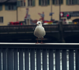City Tour Zurich