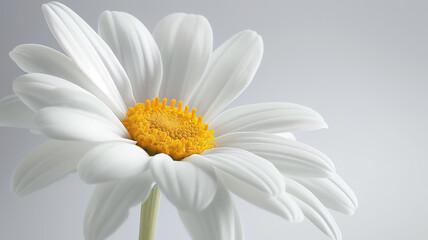 white daisy flower and copy space