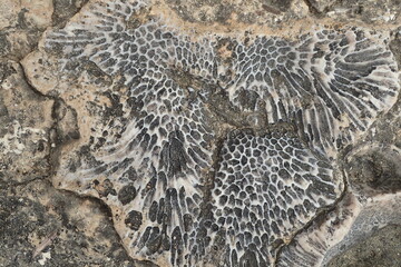 corral fossil texture