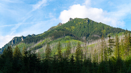 mountain view forest landscape Poland Zakopane © Андрей Трубицын