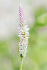 Celosia argentea flower pink and white blooming bud with blur natural green background