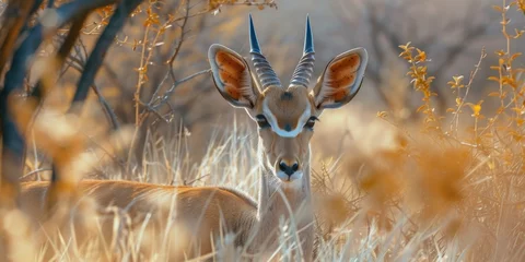 Fotobehang An antelope standing in a field of tall grass. Ideal for nature and wildlife enthusiasts © Fotograf