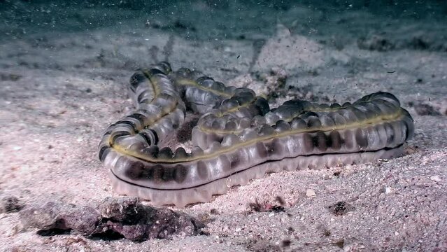 Sea worm Apodida on seabed enhances underwater beauty. Underwater explorations reveal intricate habitats of sea worms. Red Sea.
