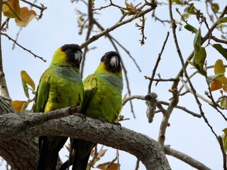 Two love birds wild Nanday Parakeets eating berries by wildlife photographer.