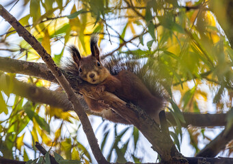 Squirell