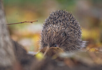hedgehog