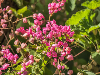 Antigonon leptopus is a species of perennial vine in the buckwheat family commonly known as coral vine or queen's wreath. 