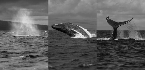 Humpback Whale Spout Breaching Tail Slapping near Lahaina, Maui, Hawaii. Composite Image