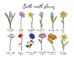 Set of Birth month flowers colored line art vector illustrations. Snowdrop, daffodil, rose, lily of the valley, violet, poppy, morning glory, marigold black ink drawings for tattoo, logo, wall art. - obrazy, fototapety, plakaty