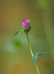 Garden flower