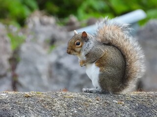 A grey squirrel sitting on a garden wall close-up photo.