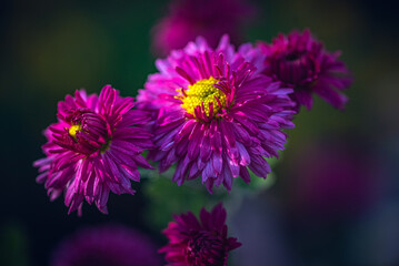 Garden flower