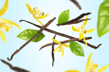 Vanilla pods, yellow flowers and green leaves falling on light blue background