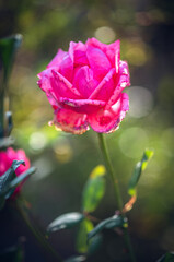 Obraz premium Rose