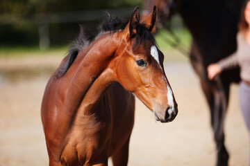 Obraz premium Foal horse brown in the sunshine on the riding arena.
