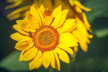 Fototapeta premium Sunflower