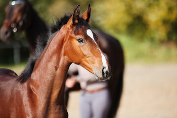 Fototapeta premium Foal horse brown in the sunshine on the riding arena.