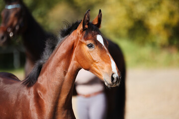 Fototapeta premium Foal horse brown in the sunshine on the riding arena.