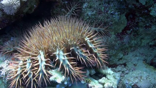 Resting on ocean floor, crown of thorns starfish showcases its intricate beauty. Close-up. Its population outbreaks can lead to destruction of coral reef.