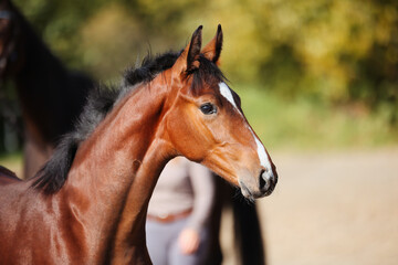 Foal horse brown in the sunshine on the riding arena.