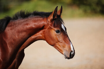 Fototapeta premium Foal horse brown in the sunshine on the riding arena.