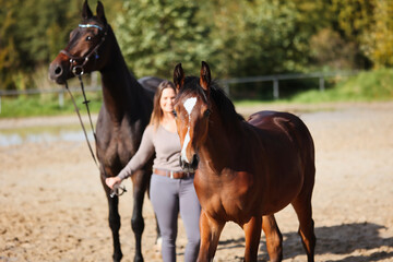Foal horse brown in the sunshine on the riding arena, with mother mare and owner.