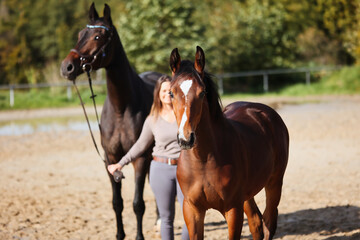 Foal horse brown in the sunshine on the riding arena, with mother mare and owner.