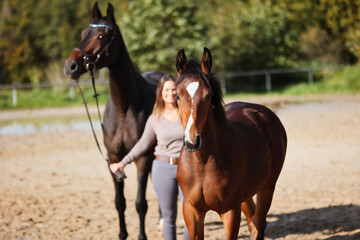 Foal horse brown in the sunshine on the riding arena, with mother mare and owner.