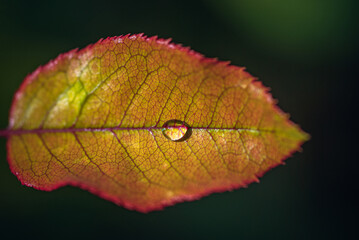 Morning nature in sunlight and dew