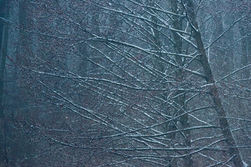 Snowy forest