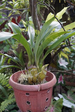 Grammatophyllum scriptum plant growing in a pot