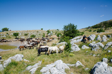 A herd of wild horses. Animals and wildlife.