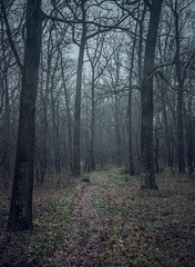 Autumn woods