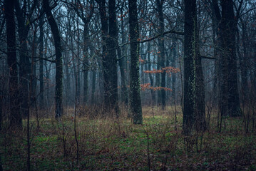 Autumn woods