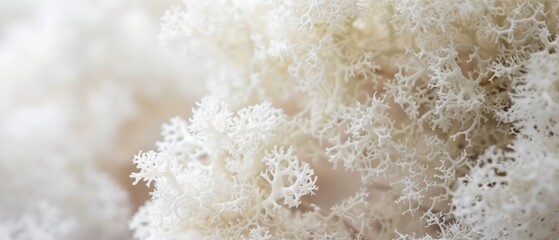 White reindeer moss, nature, background