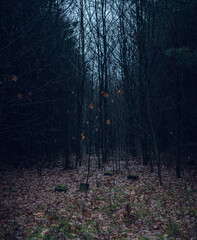 Autumn woods
