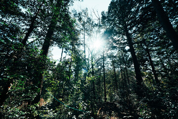 高麗神社のお参り