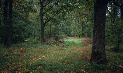 Autumn woods
