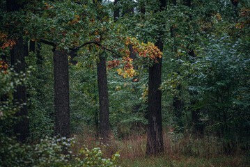 Autumn woods