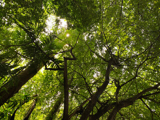 warm green tree leaves abstract texture background