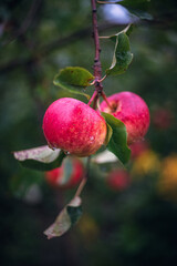 Morning nature in sunlight and dew