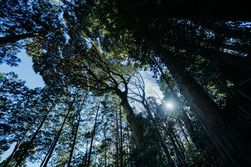 高麗神社のお参り