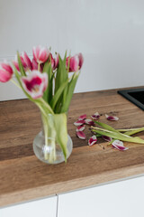 pink tulips with a white edging stand in a glass vase on a wooden table, the petals of wilted tulips lie nearby, the focus is on the lying petals
