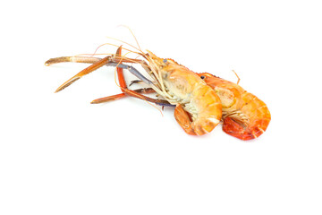 crayfish on white background
