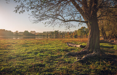 Fototapeta premium Summer evening landscape