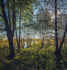 Obraz premium Summer evening landscape