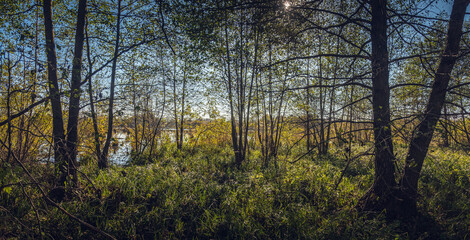 Obraz premium Summer evening landscape