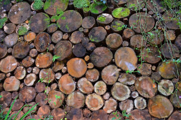 Background of natural wood logs in the forest, consumed by the ravine vegetation.