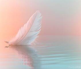 Serene Feather on Reflective Water Surface